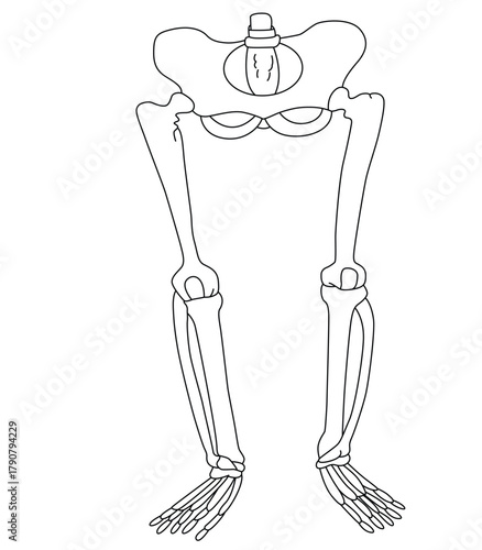 science of hand drawn vector Human Lower Limb Bone Model outline.