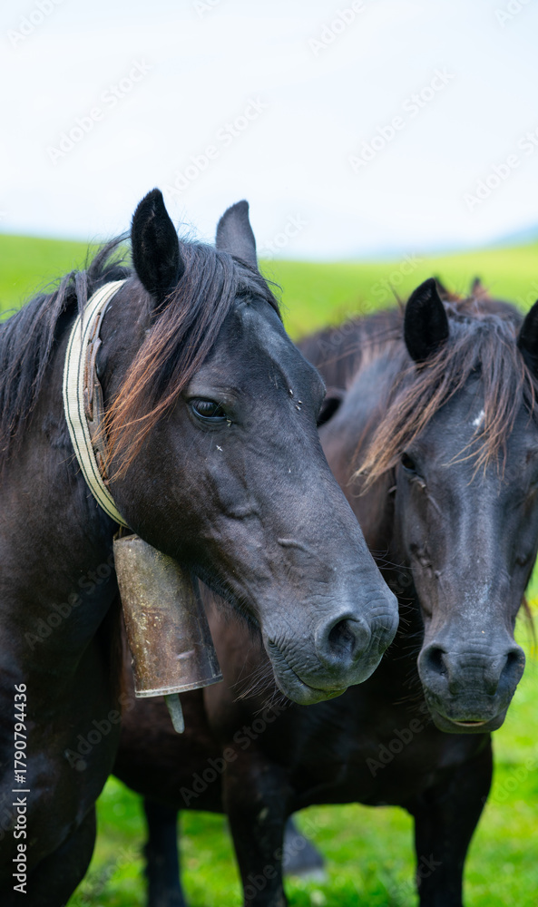 Naklejka premium Horses in the Sejos mountain passes in the Sierra del Cordel mountain range, between the Campoo and Saja-Nansa regions. Saja-Besaya Natural Park. Cantabria. Spain. Europe