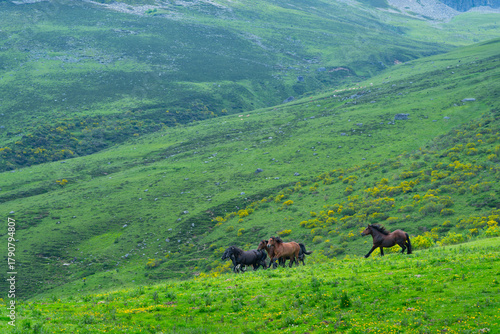 Horses in the Sejos mountain passes in the Sierra del Cordel mountain range, between the Campoo and Saja-Nansa regions. Saja-Besaya Natural Park. Cantabria. Spain. Europe