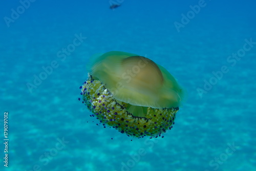 Fototapeta Naklejka Na Ścianę i Meble -  Mediterranean jelly (Cotylorhiza tuberculata) undersea, Aegean Sea, Greece, Halkidiki, Pirgos beach