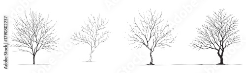 Four trees are shown in different stages of growth. The first tree is a small sapling, the second is a young tree, the third is a mature tree, and the fourth is a very old tree