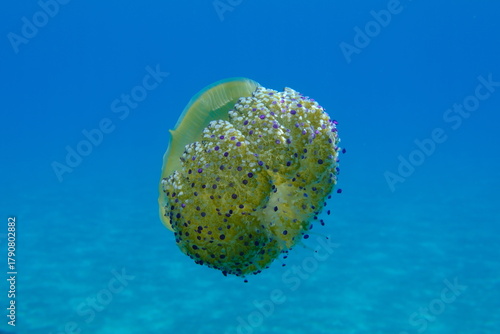 Fototapeta Naklejka Na Ścianę i Meble -  Mediterranean jelly (Cotylorhiza tuberculata) undersea, Aegean Sea, Greece, Halkidiki, Pirgos beach