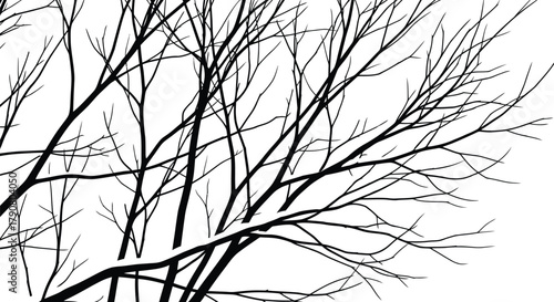 Winter tree branches against a snowy sky create a stark monochrome landscape