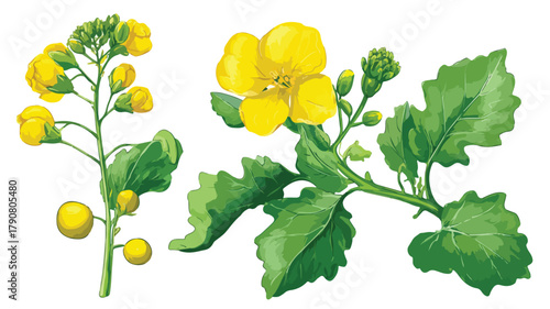Vibrant Mustard Plant Seeds Yellow Flower Vector Illustration