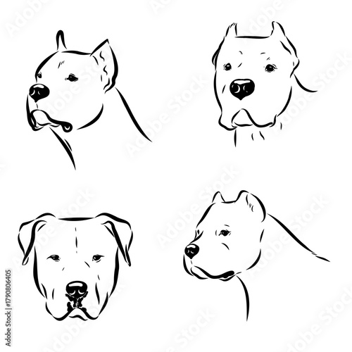 Great Dane of Argentina, breed, vector sketch