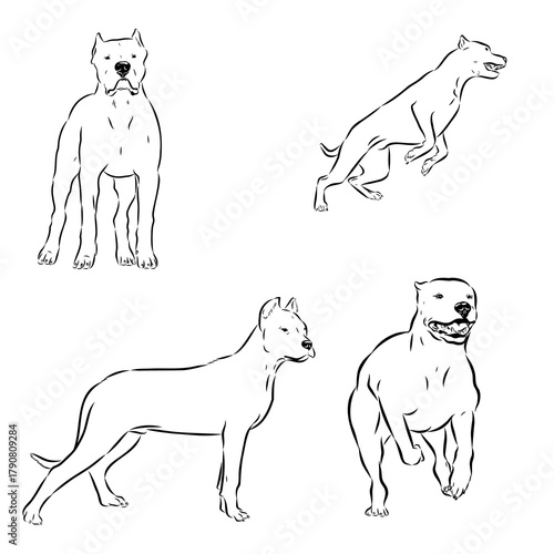 Great Dane of Argentina, breed, vector sketch