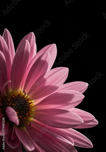 A close-up view of delicate, soft pink daisy petals arranged artfully, highlighting the subtle gradient and velvety texture in natural light ,closeup ,nature ,vibrant