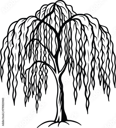 A line drawing of a weeping willow tree.