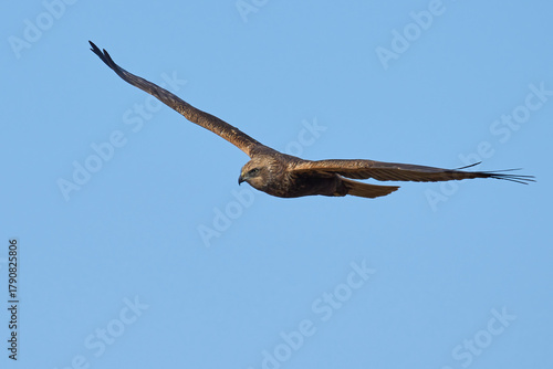 Western marsh harrier (Circus aeruginosus)