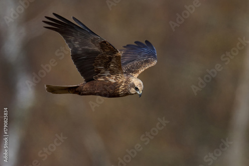 Western marsh harrier (Circus aeruginosus)