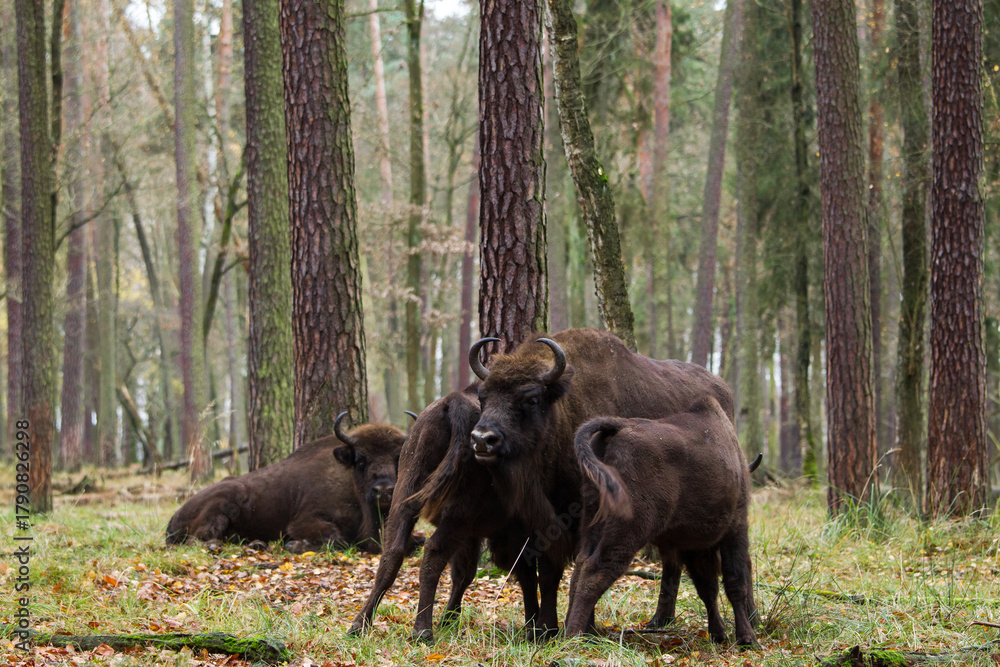 Fototapeta premium Stado żubrów w starym jesiennym lesie