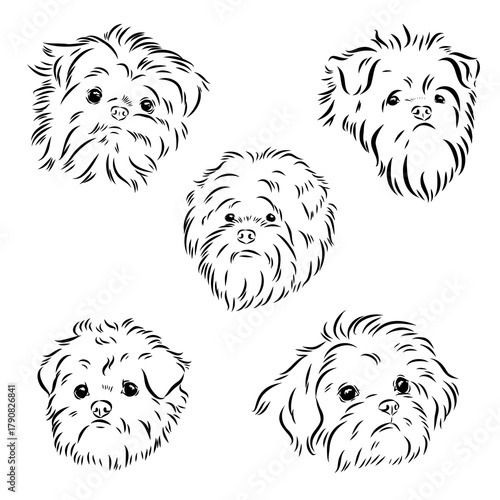affenpinscher dog breed, vector sketch