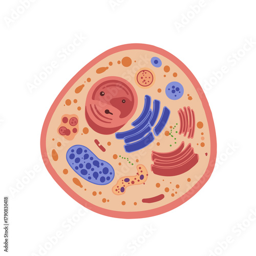 A detailed cross-section of an animal cell showing nucleus, mitochondria, endoplasmic reticulum, and other organelles in colorful flat vector style, perfect for biology education, science textbooks, o