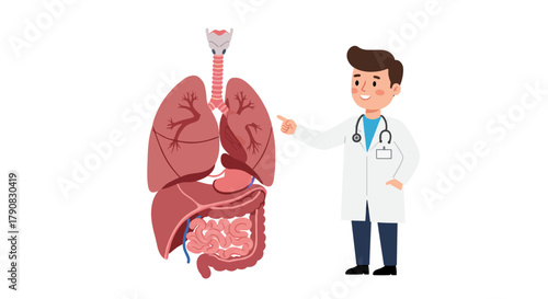A smiling male doctor in a white coat points to a detailed diagram of the human lungs, trachea, and digestive system in educational flat vector style, perfect for medical presentations, anatomy lesson