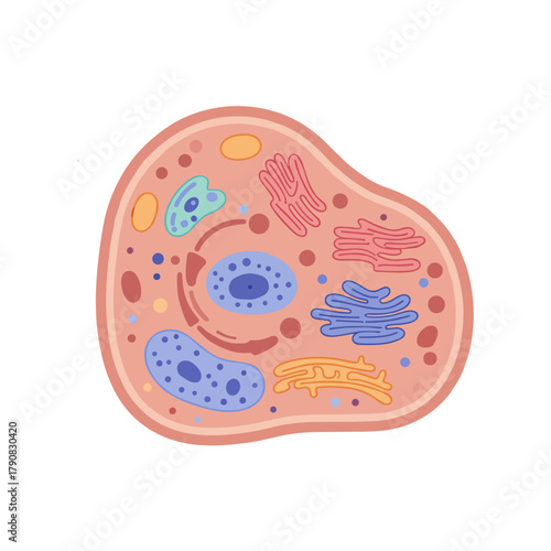 A detailed cross-section of an animal cell showing nucleus, mitochondria, endoplasmic reticulum, and other organelles in colorful flat vector style, perfect for biology education, science textbooks, o