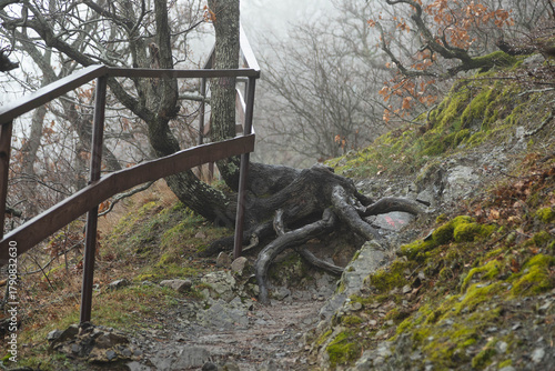 Spring forest in the fog. High quality photo