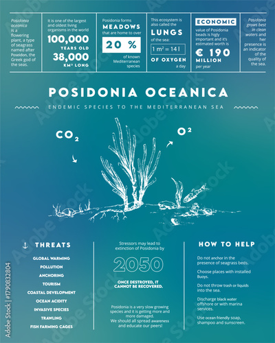 Posidonia Oceanica Infographic