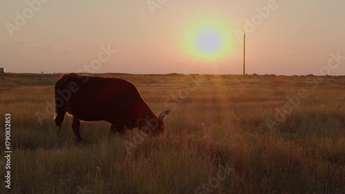 Brown cows graze in a sun-baked meadow in the evening, illuminated
