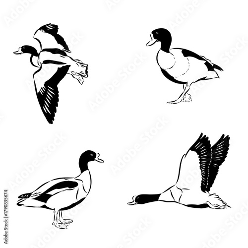 sheldrake duck wild bird, vector sketch