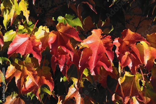 Parthenocissus tricuspidata climbing decorative plant
