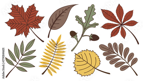 Autumn Leaves Vector Illustration Set. Vibrant Fall Foliage Elements for Seasonal Marketing, Web Design, and Educational Projects.