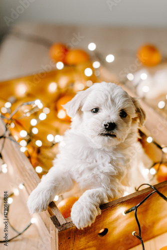 Cute Maltese Puppy in Wooden Box with Christmas Lights