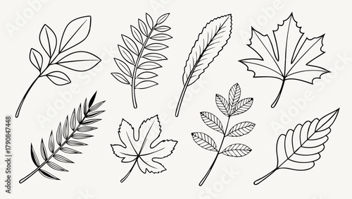 Diverse Hand Drawn Botanical Leaf Outlines Collection for Nature Inspired Web Design Eco Branding Print Graphics and Illustrations