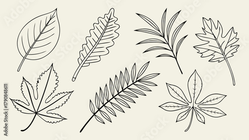 Diverse Line Art Leaves Collection for Botanical Design, Organic Branding, Web Graphics, Educational Resources, and Nature Themes.