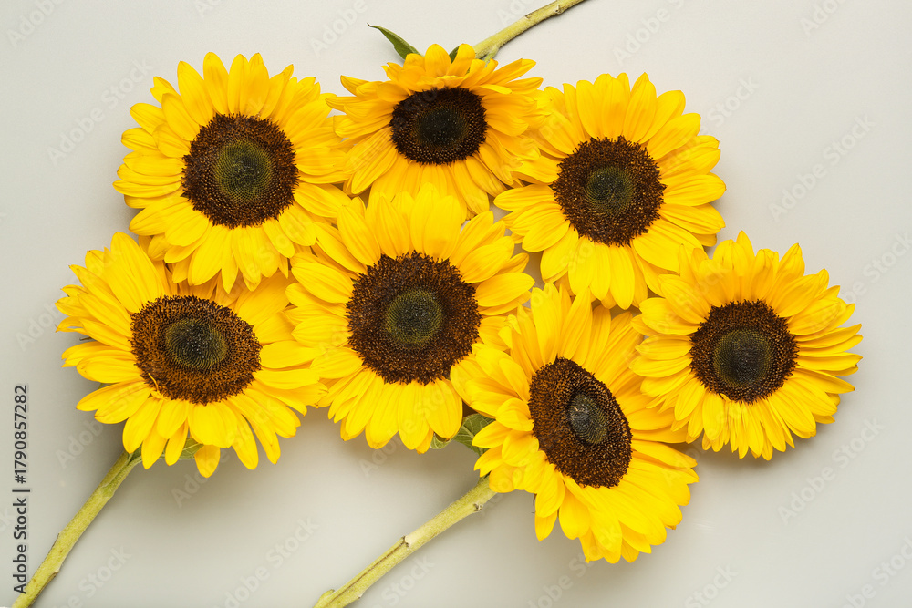 Obraz premium Beautiful sunflowers on grey background