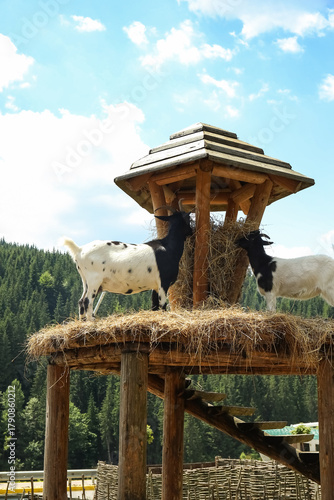 Cute goats eating hay on farm