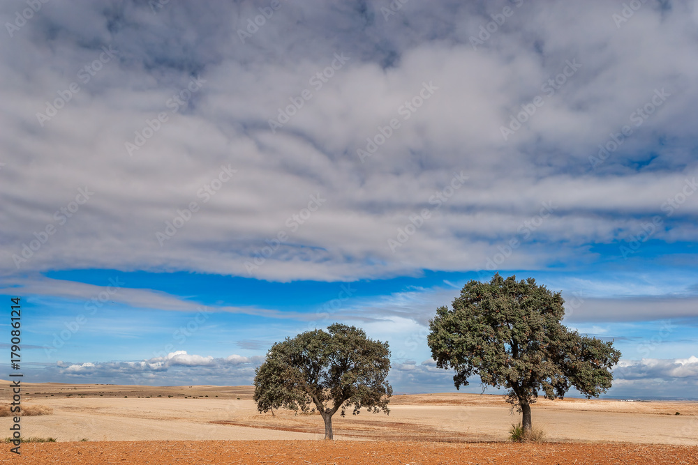 Obraz premium Large holm oak trees in a ploughed field under a cloudy sky