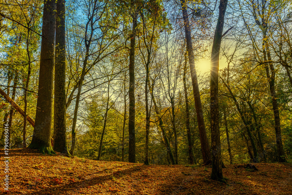 Fototapeta premium Jesień w lesie na Warmii.
