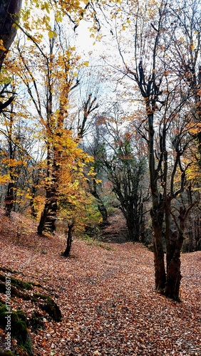 View of golden leaves clinging to trees while a carpet of fallen foliage whispers underfoot in a serene autumn forest, Behshahr, Iran.
