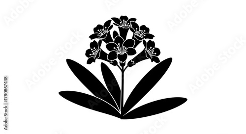 A simple black and white illustration of a flowering plant with broad leaves