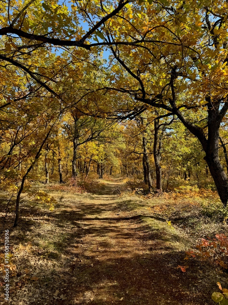 Fototapeta premium Autumn forest path covered with golden leaves