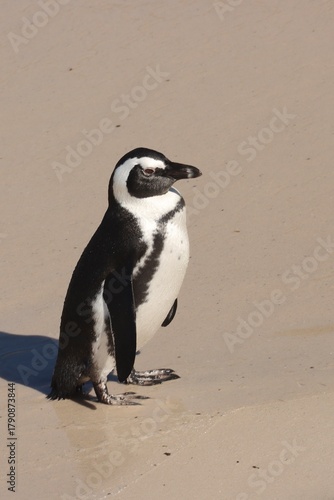 Εκτύπωση καμβά South African penguin
