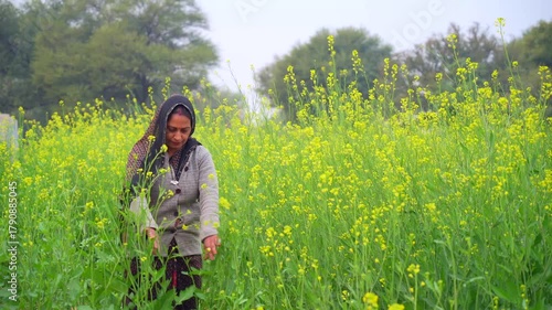 Young woman farmer walking in a mustard field, early morning. Yellow blooming flowers field in village. Lady Inspecting and standing middle of the winter season crops.
