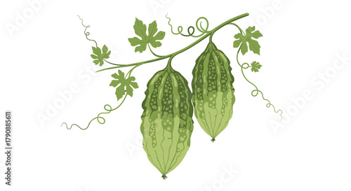 Bitter Gourds Hanging From Vine Enhanced Illustration Isolated On White Background