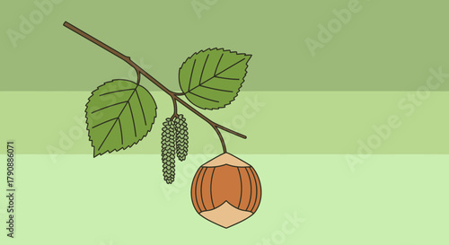 Branch Of Hazelnut With Leaves And Catkins Against A Green Painted Background