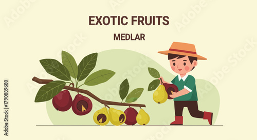 Cartoon Illustration Showing Exotic Medlar Fruit Being Harvested By a Young Farmer