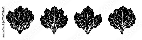 Black and white vector illustration of spinach leaves for botanical designs and templates, art