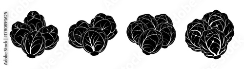 Chicory endive vegetable plant food healthy salad ingredient black and white illustration drawing