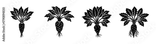 Vector illustration of black and white carrots with leaves for organic food design and art use