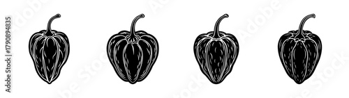 Vector illustration of black and white chili peppers for spicy food ingredient and cooking design