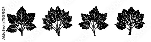 Detailed black and white botanical illustration of leaf foliage plant nature drawing vector design