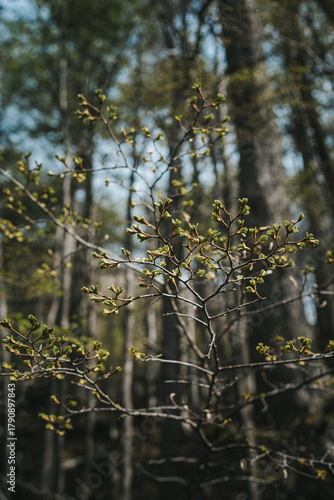Glacier Martial - Ushuaia - Argentina