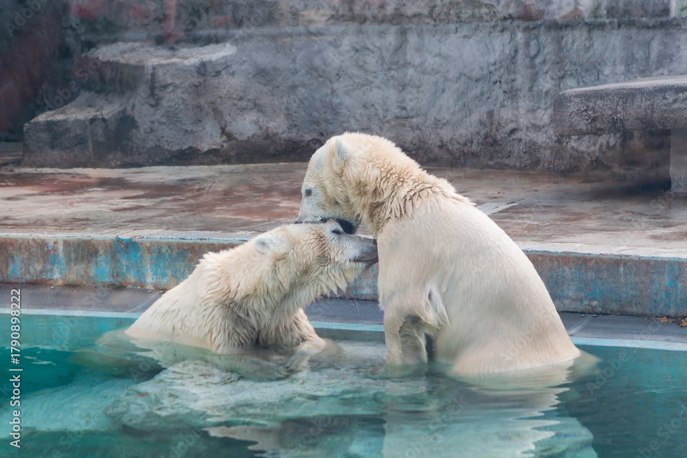 Naklejka premium Two polar bears interacting playfully in the water