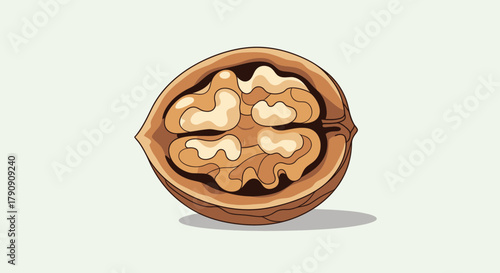 Detailed Illustration Of a Walnut, Opened To Reveal The Edible Seed Within