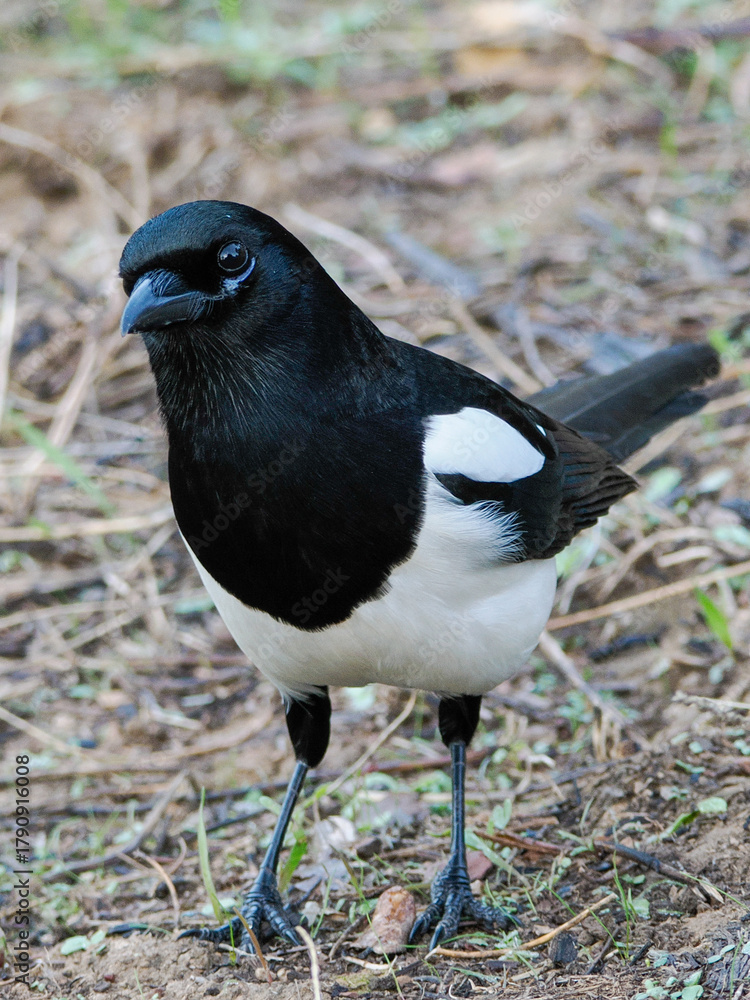 Fototapeta premium Urraca Común (Pica pica). Posada en el suelo mirando de frente a la cámara, la imagen muestra el contraste de su plumaje blanco y negro con gran detalle y luz natural. Primer plano de Urraca Común