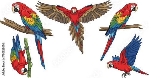 Colorful macaw parrot vector set, tropical bird poses, vibrant feathers, wildlife illustration for nature education, exotic decor, and animal-themed design
